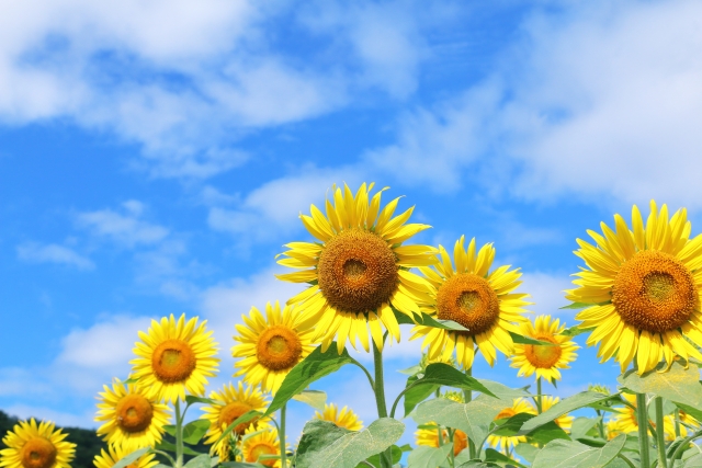 🎉本日から！イオンタウン守口サマーフェス開催中｜五條歯科も参加しています！